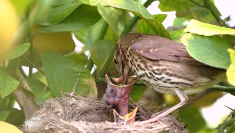 true thrush bird in nest with eggs feed babies