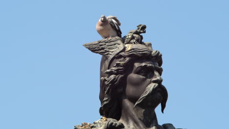 static slomo shot of pigeon perched on head of ambiorix statue, tongeren