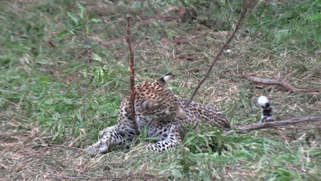 a young leopard plays with a stick while lying in the grass