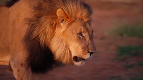 majestic lion in profile at sunset