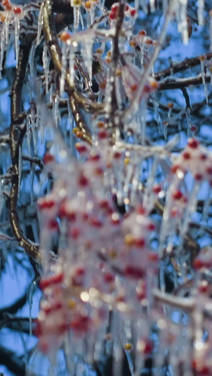 Bacche rosse ricoperte di neve e ghiaccioli scintillanti pendono delicatamente dai rami, con un cielo blu vibrante e uno sfondo sfocato che creano una scena invernale serena e nitida.