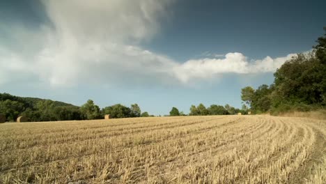 harvest field 02