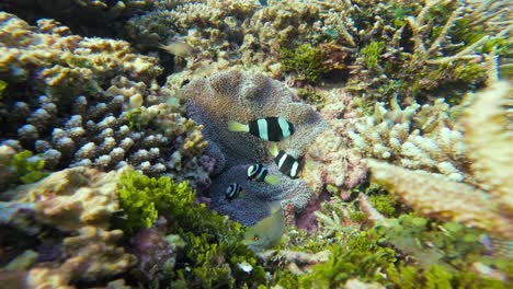 a family of black and white clark's anemonefish swims among the sea anemone