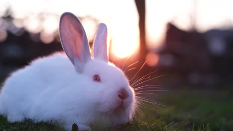 white bunny looking for grass in the field, adorable rabbit on a sunset background. close up – rabbit