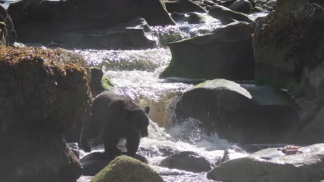 oso negro caminando frente a una cascada