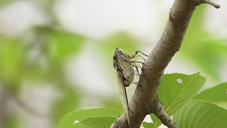 Cigarra-Robusta-Cantando-Ruidosamente-En-La-Rama-De-Un-árbol-Y-Volando-En-Corea-Del-Sur---Macro-Primer-Plano