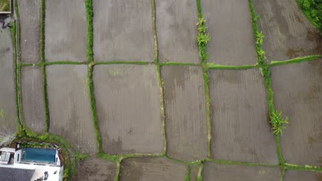 AERIAL:-Top-down-drone-shot-of-a-rice-field-in-Bali