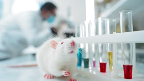 white rat in a laboratory setting