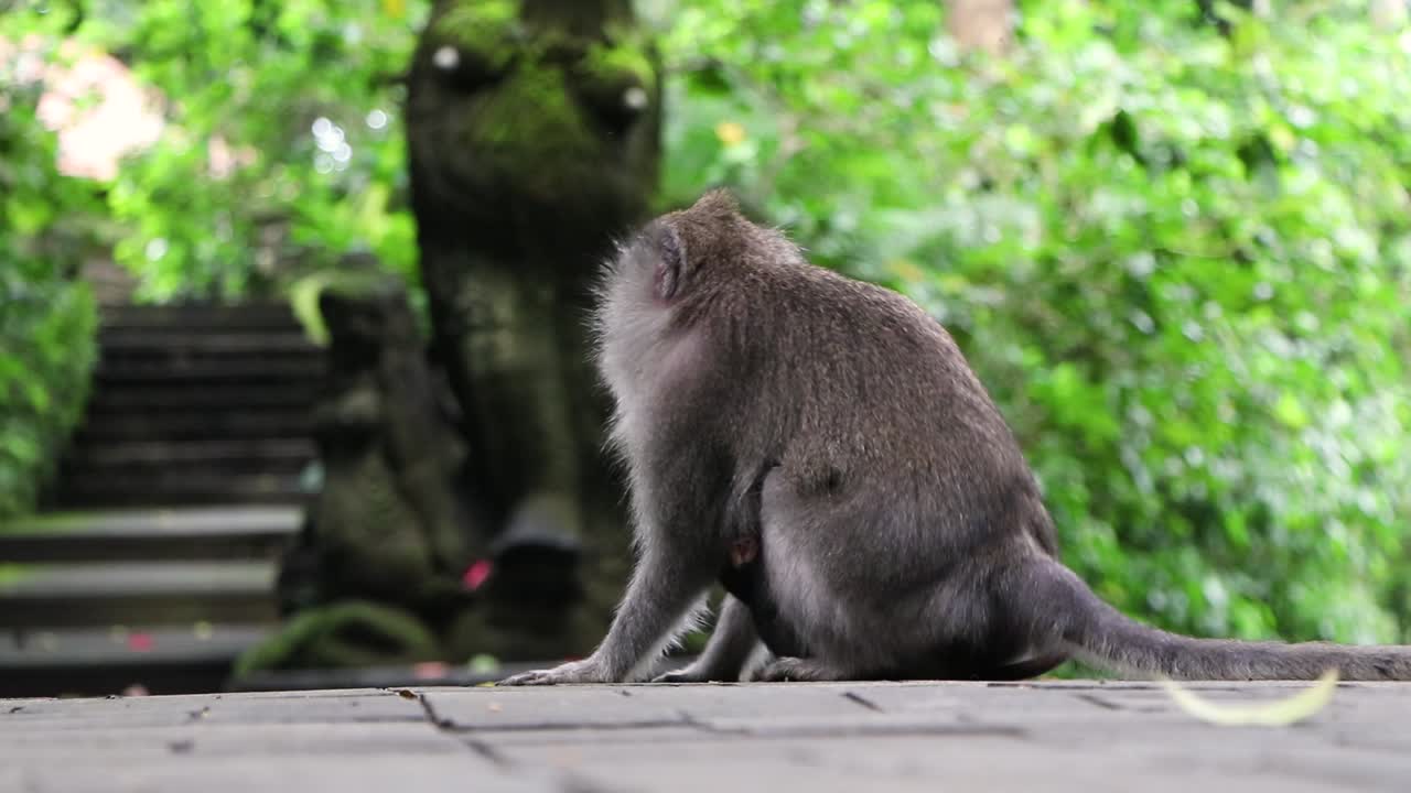 인도네시아의 원숭이 숲 우붓 발리에서 흐릿한 배경을 가진 아기를 안고 있는 성인 마카크 원숭이에 대한 날카로운 초점의 백뷰 클립