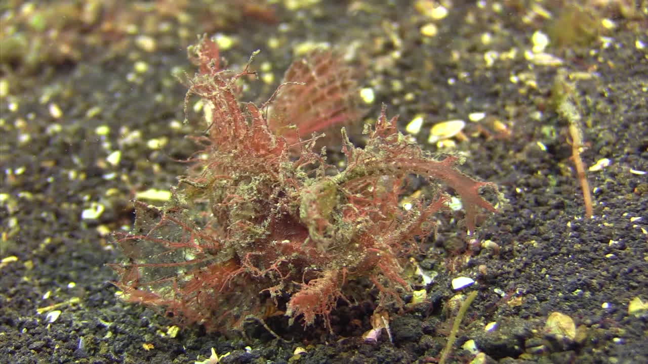 부채 모양의 가슴 지느러미를 사용하여 모래 바닥 위를 걷는 ambon scorpionfish