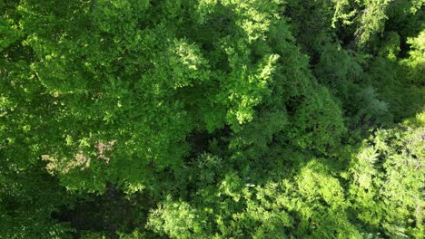 Üppige-Vegetation-Mit-Grasender-Ziegenherde---Drohnenaufnahme