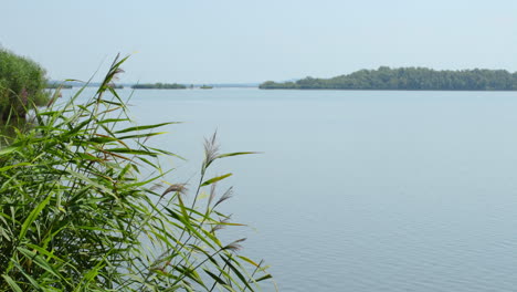 Blick-Auf-Einen-See-Und-Schilf,-Die-Sich-An-Einem-Sonnigen-Tag-Im-Wind-Bewegen