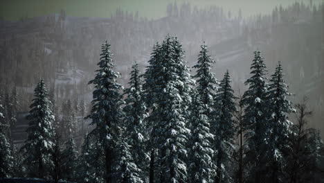 Neblige-Neblige-Berglandschaft-Mit-Tannenwald