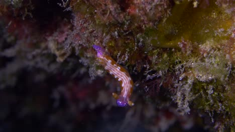 rainbow-colored nudibranch  on the reef ledge