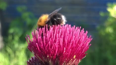 Hummel-Sammelt-Pollen-Von-Einer-Distel