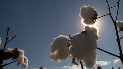 Low-angle-view-of-cotton-plants-during-the-day,-sun-light-shining-directly