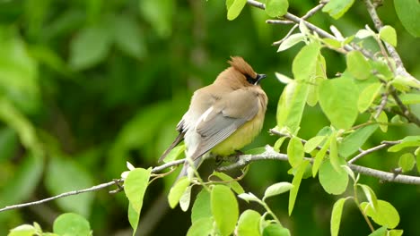 Hermoso-Pájaro-Ala-De-Cedro-En-Primer-Plano-Sentado-En-Una-Rama-Y-Respirando-Mientras-Busca-A-Su-Amigo