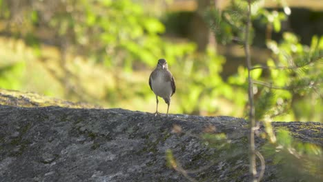 lavandera solitaria retroiluminada cantando en una piedra durante la puesta de sol en suecia, laponia