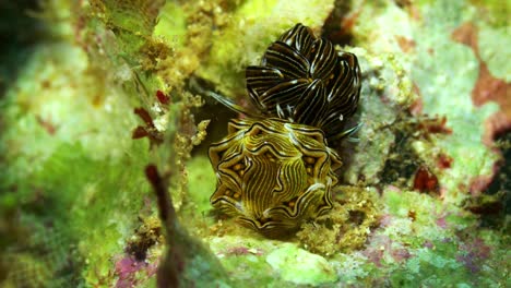 Cyerce-sp-Nudibranch-Butterfly-Nudibranch-Manado-Bay-North-Sulawesi-Indonesia-25fps-4k