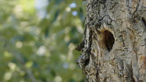 common starling bird leaps out of hole in mature tree and flies away