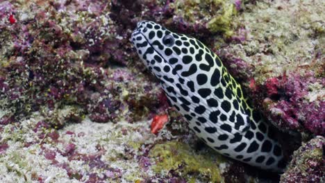 esta morena manchada recibió un disparo en el archipiélago de maldivas