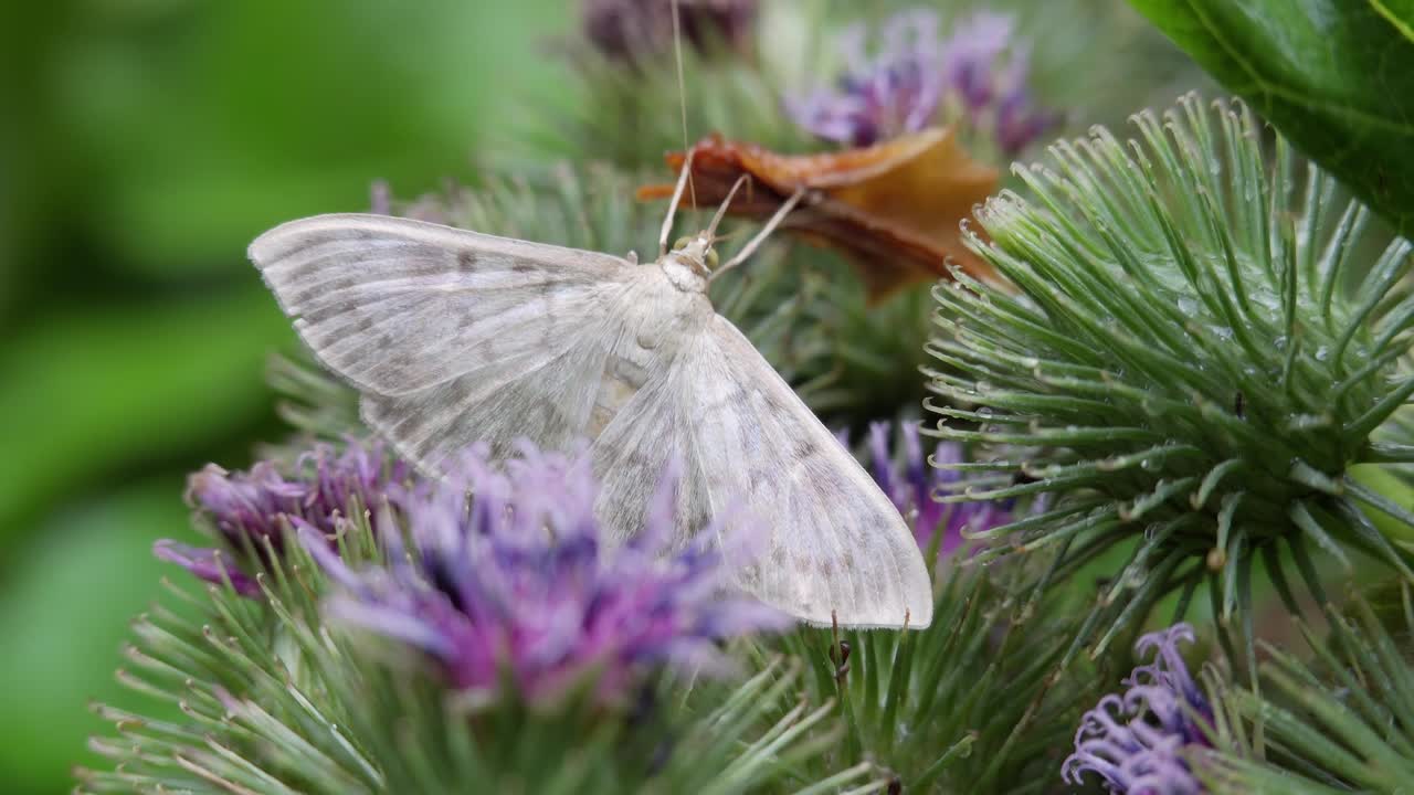 Helmiäisperhonen violetilla ohdakkeella pienellä syväterävyydellä