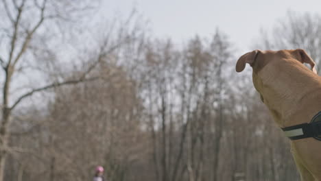 perro doméstico marrón mira curiosamente al parque durante el soleado día de primavera - tiro estático medio