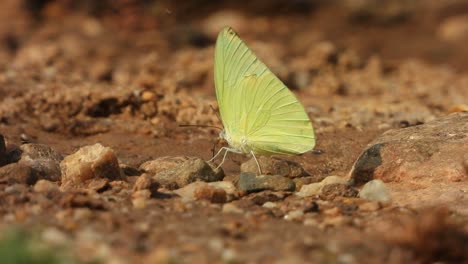 mariposas en rocas alimentando huevos en rocas