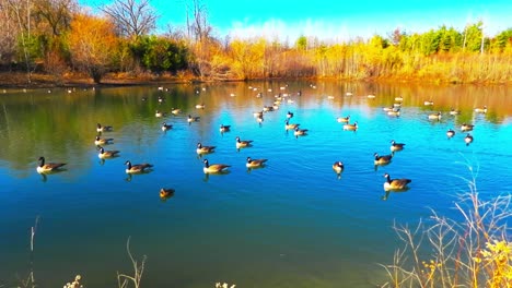 paisaje con gansos canadienses nadando tranquilamente en el lago