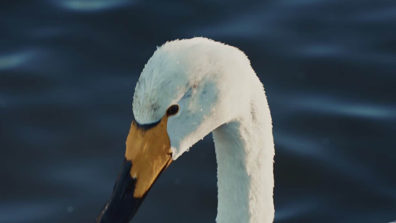Close-up of a Swan's Head