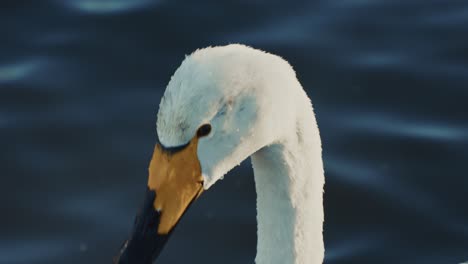 close-up of a swan's head