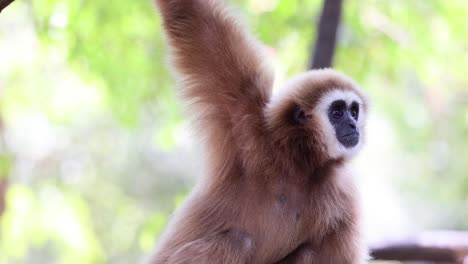 gibbon in natural habitat, chonburi, thailand