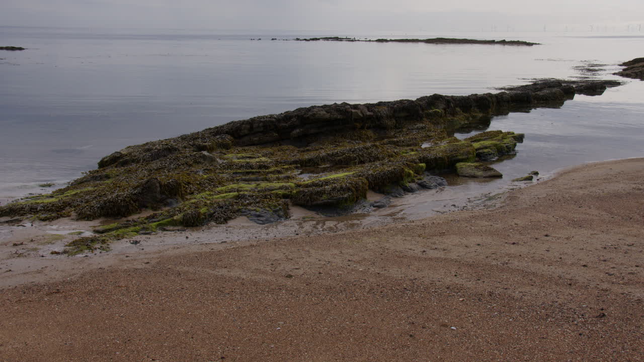 Seaweed covered sedimentary rock at low tide at Kingsbarns Beach, Cambo Sands,