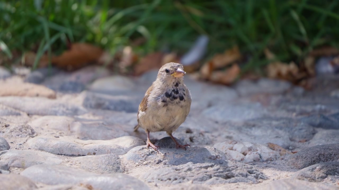 Et charmerende nærbillede af en spurv, der står på en rustik stensti, og viser dens nysgerrige natur og dyrelivets enkelhed. Perfekt til temaer om natur og byens dyreliv