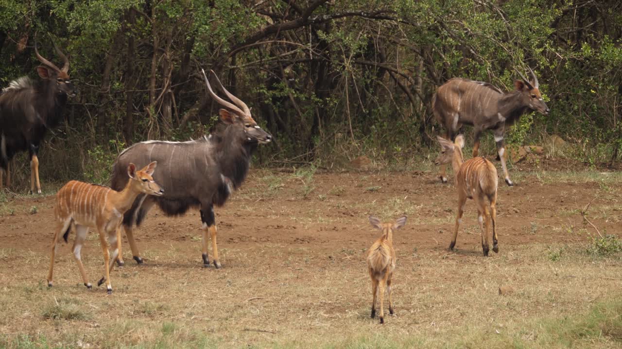 el joven nyala emerge del arbusto para unirse a la manada de antílopes en áfrica