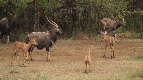 young male nyala emerges from bush to join antelope herd in africa