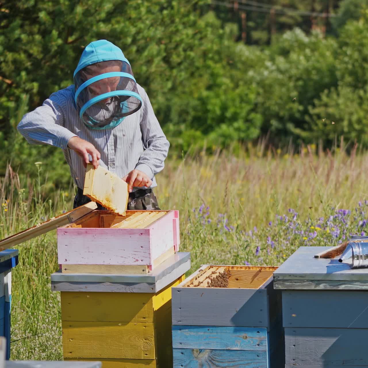 Apiary among nature. Beekeeper takes frames with honey out from the hive . Experienced apiarist working near wooden beehives. Beekeeping concept.