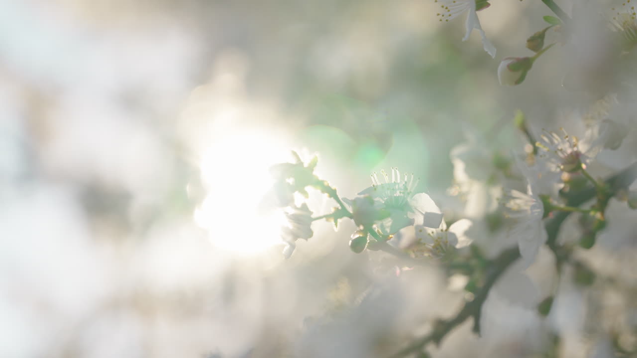 Spring Blossoms in Sunlight