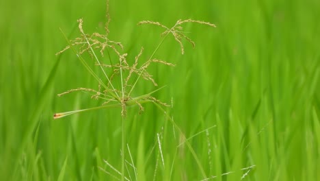 green grass - weed grass - gold