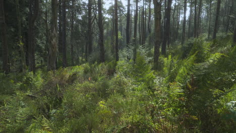 bright english autumn woodland with strong wind