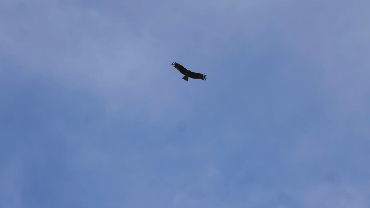 un solo pájaro deslizándose a través de un cielo nublado