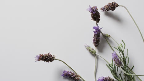 video de flores y hojas de lavanda con espacio de copia en fondo blanco