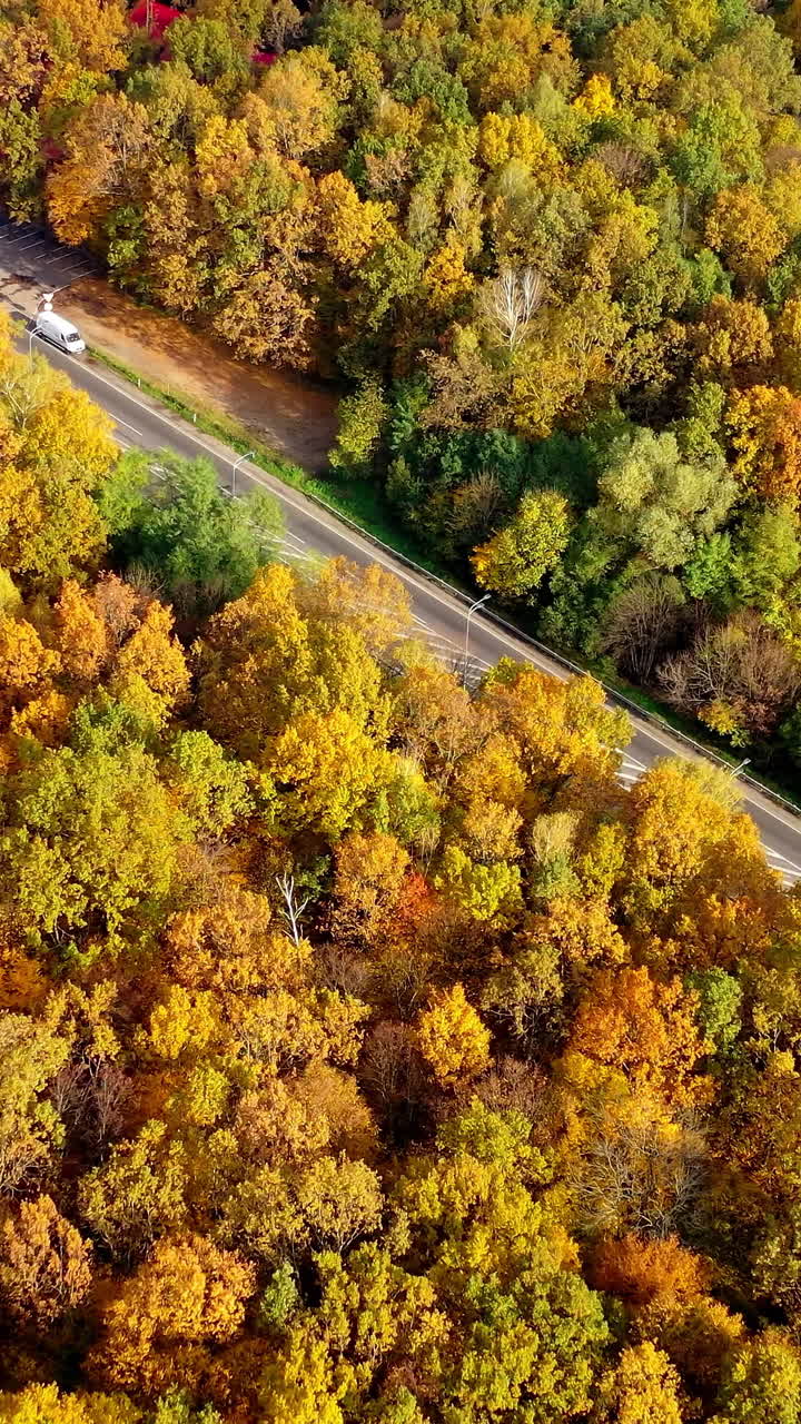 Colorful treetops and a highway at sunlight. Natural scenery of autumn woods. Road with cars in the forest. Top aerial view. Vertical video
