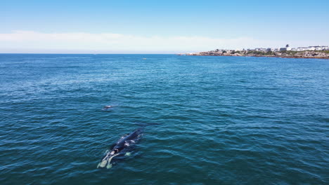 mom and calf right whales spout water at surface