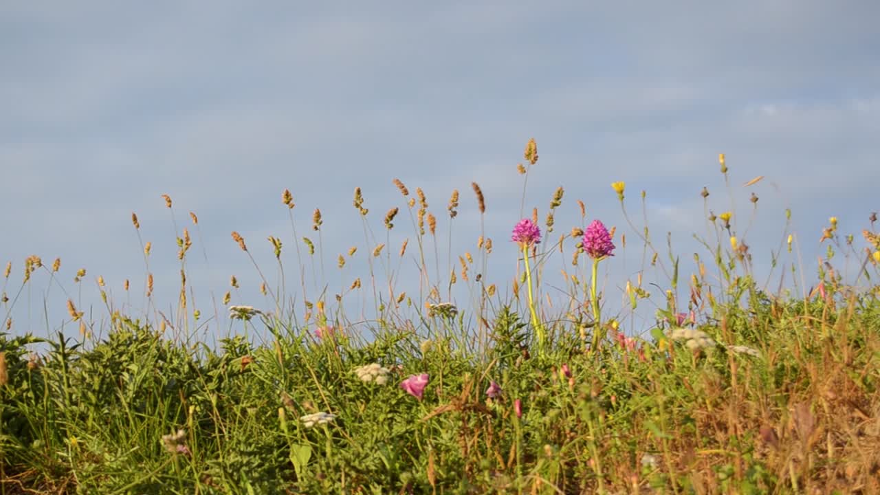 구름, 배경 봄 시간과 푸른 하늘에 대 한 아름 다운 작은 꽃