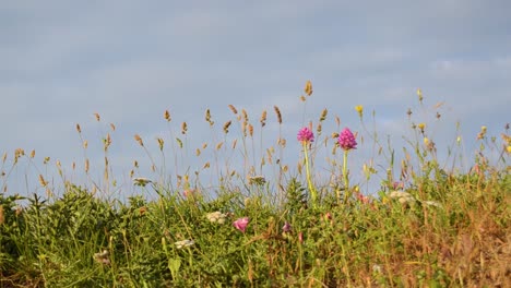 Schöne-Kleine-Blumen-Gegen-Blauen-Himmel-Mit-Wolken,-Hintergrundfrühlingszeit