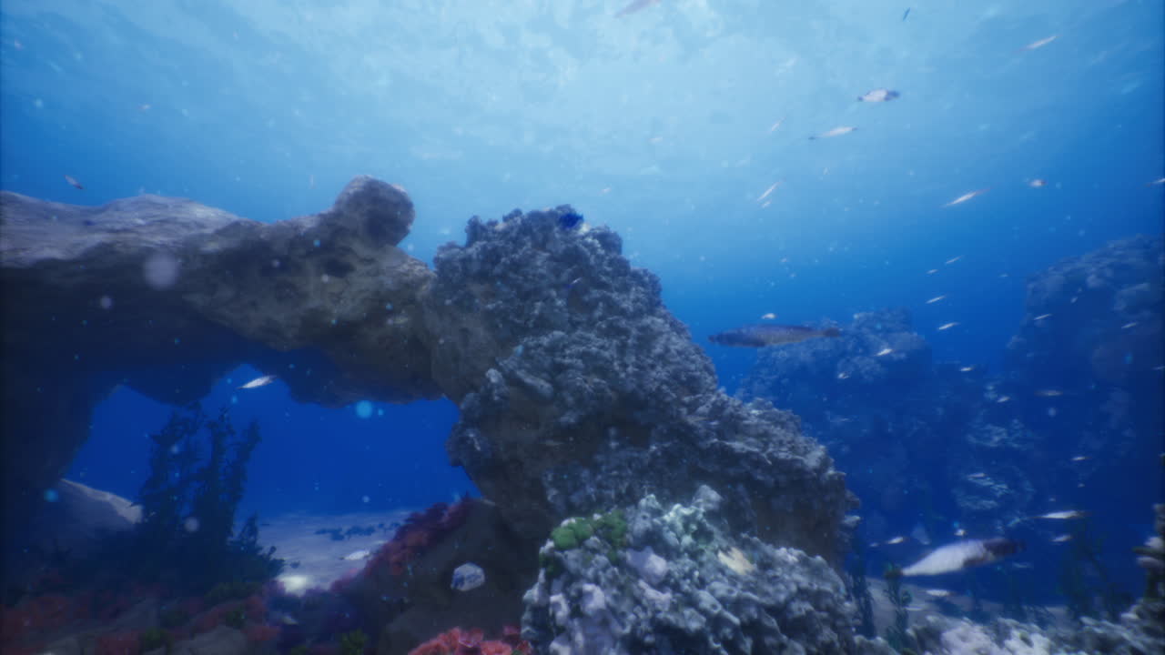 Explora el vibrante mundo submarino lleno de colorida vida marina