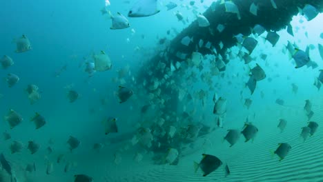 escuelas de peces nadando alrededor de una tubería submarina
