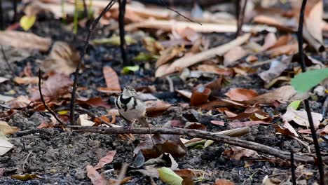 the forest wagtail is a passerine bird foraging on branches, forest grounds, tail wagging constantly sideways