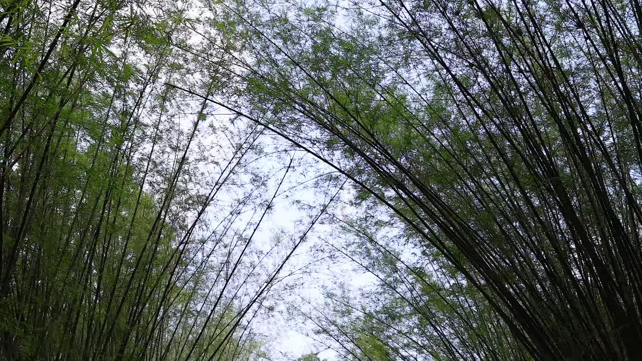 조용 한 대나무 숲 을 걸어다니는 사람 들